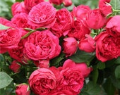 10 Red CLIMBING ROSE Rosa Bush Seeds B1051