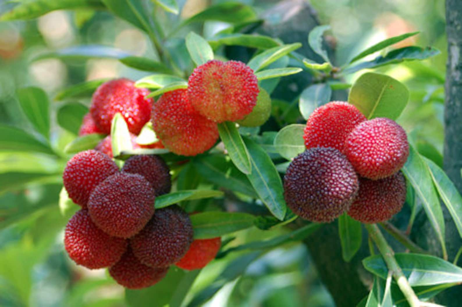 Bayberry ягода