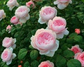 10 Pink CLIMBING ROSE Rosa Bush Seeds G2001