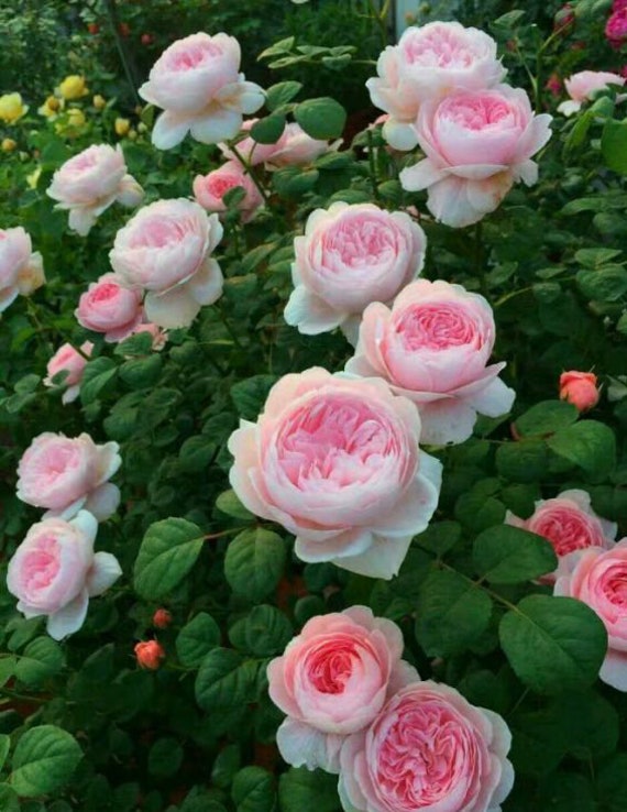 10 Pink CLIMBING ROSE Rosa Bush Seeds G2001 - Etsy