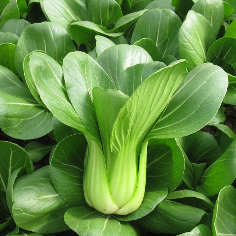 1000 Chinese Cabbage Chinese Shanghai Green Baby Bok Choy Etsy