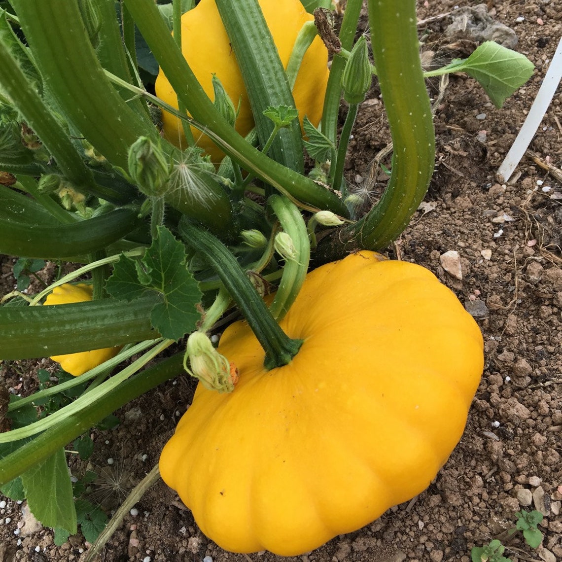 5 Yellow Bush Scallop Summer Squash Heirloom Seeds V1015 Etsy