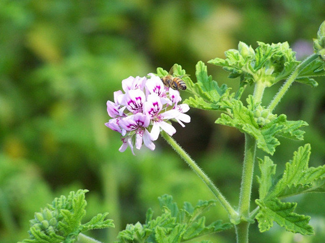 100 Citronella Mosquito Plant Seeds C2006 Etsy