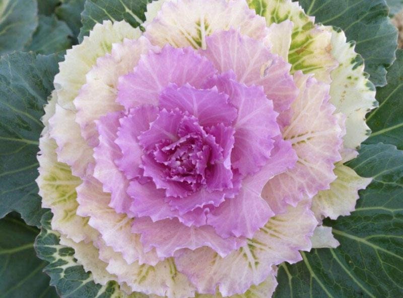 10 Mix Decorative Cabbage Seeds Kale C1020 - Etsy