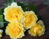 10 Yellow CLIMBING ROSE Rosa Bush Seeds G2004