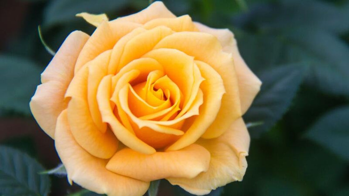 10 Yellow Rose Rosa Bush Shrub Perennial Flower Seeds H1001 Etsy