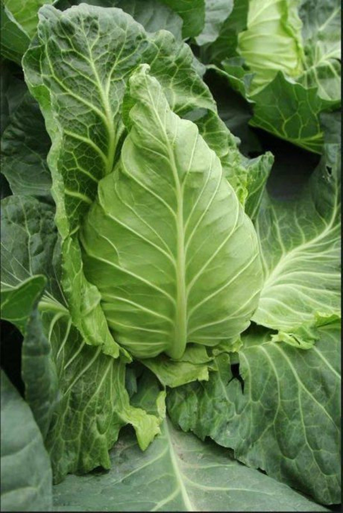100 Sweetheart Cabbage Seeds A5336 Etsy