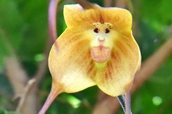 20 Semillas de Orquídea Cara de Mono H3007 - Etsy España
