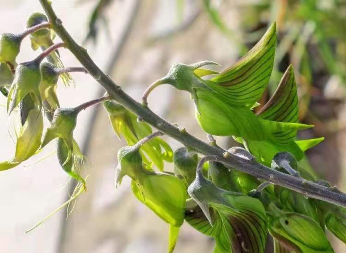 5 Crotalaria Cunninghamii Seeds F4038 | Etsy