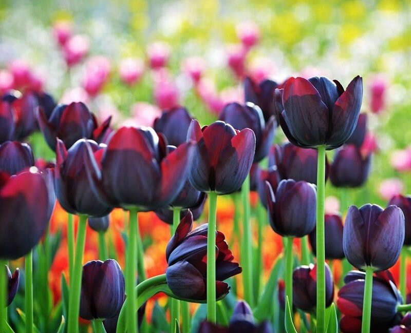5 Tulip Bulb Seeds Black C10515 Etsy
