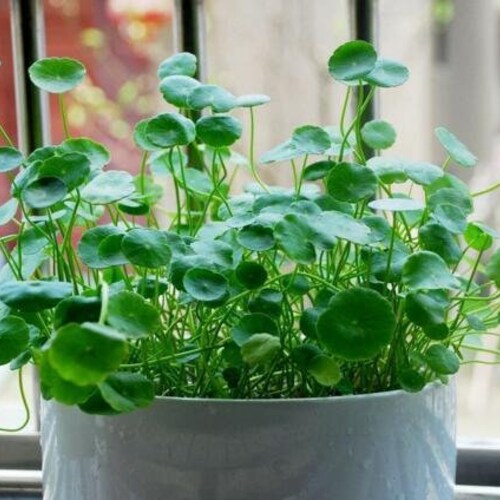50 Money Plant Copper Coin Plant Lucky Plant Seeds C2003 Etsy