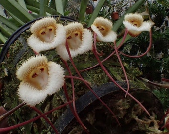 Himalayan monkey flower