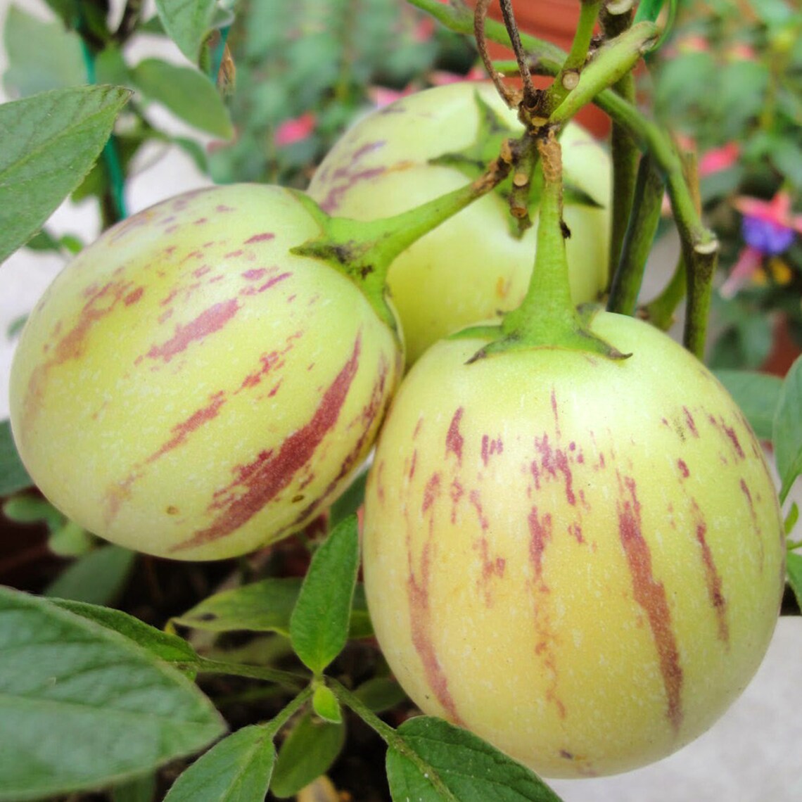 10 Pepino Melon Fruit Seeds E1010 Etsy