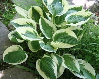 Giant T-Rex Hosta 30 quality Seeds with free shipping Giant T-Rex Hosta 30 quality Seeds with free shipping