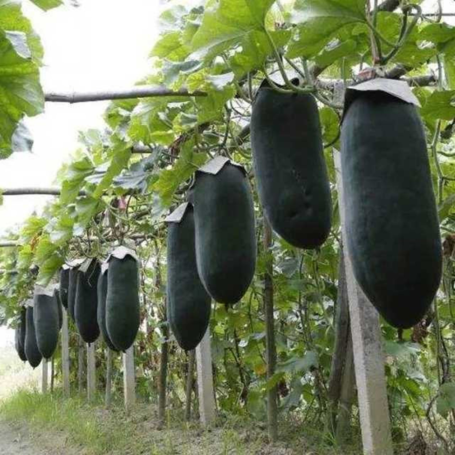 50 Wax Gourd Winter Melon Black Benincasa Hispida V1043 Etsy