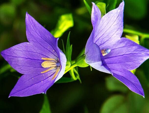 50 Balloon Flower Seeds platycodon Grandiflorus B1019 - Etsy