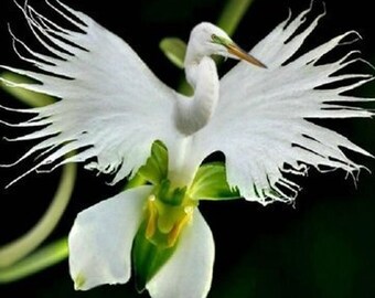 100 bell orchid seeds flower seeds rare beautiful seeds for home decoration and wedding decoration