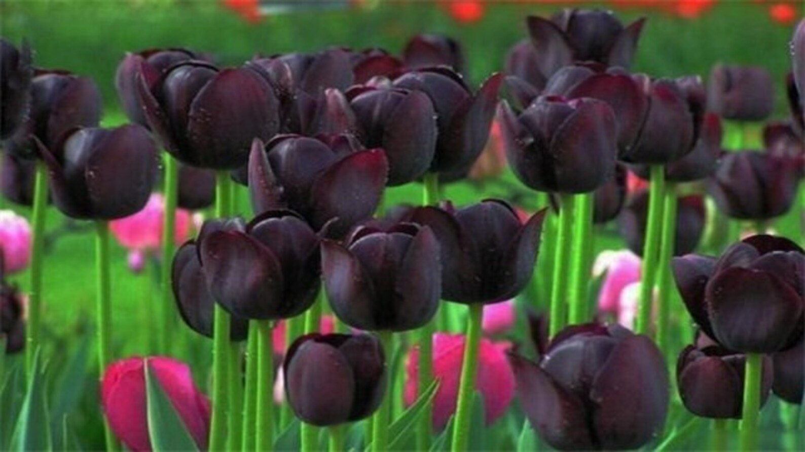 5 Tulip Bulb Seeds Black C10515 Etsy
