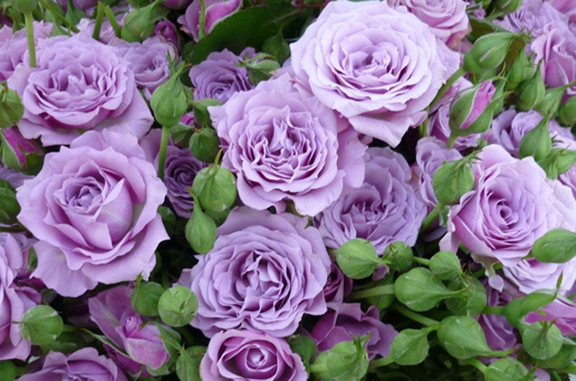 10 Purple Rose Rosa Bush Shrub Perennial Flower Seeds H1002 Etsy