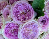 10 CLIMBING ROSE Rosa Bush Seeds G2002-3