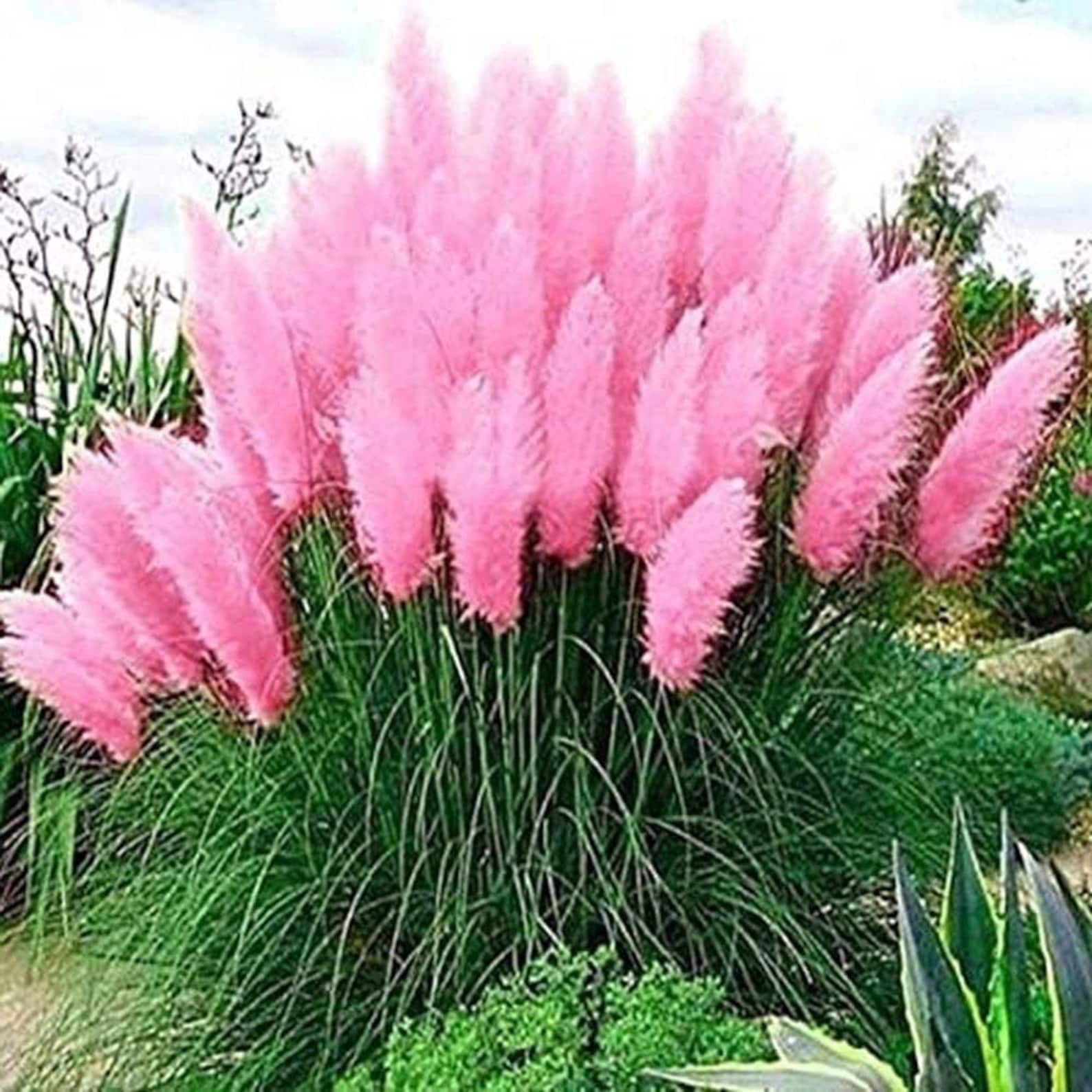 50 Daisy Garden pink Pampas Grass Seeds F3002 | Etsy