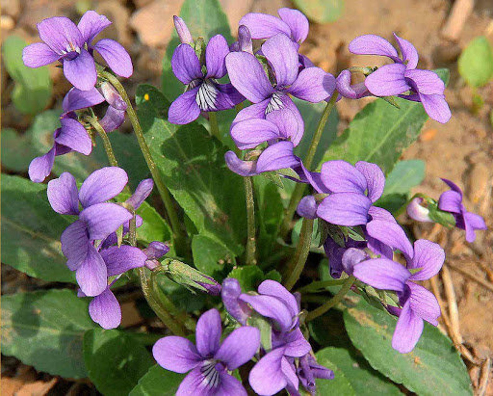 50 Viola Odorata Queen Charlotte Flower Seeds B1069 Etsy