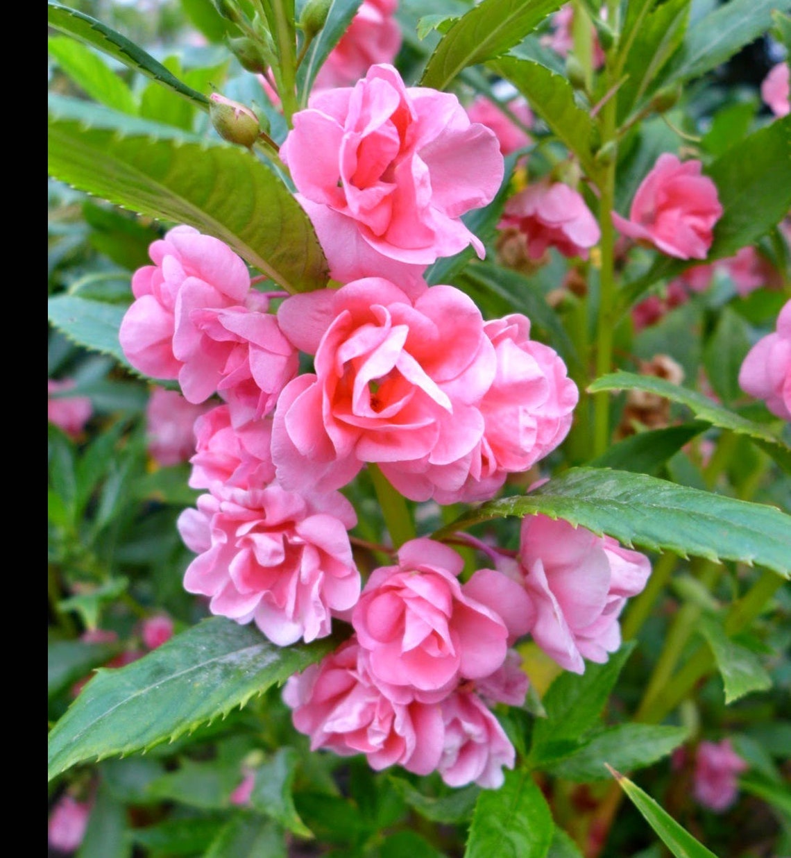 30 Impatiens Balsamina Flower Seeds B1036 Etsy