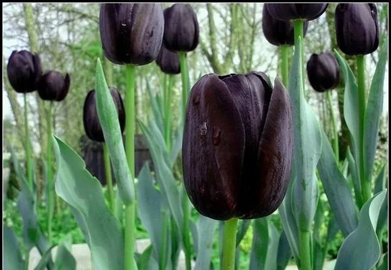 5 Tulip Bulb Seeds Black C10515 Etsy