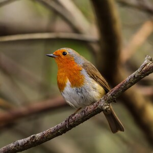 Robin