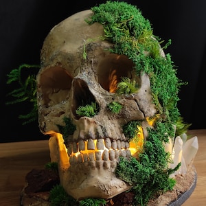May include: A human skull with moss growing over it, illuminated from within. The skull is on a base with sand and small rocks, and there are crystals on the side.
