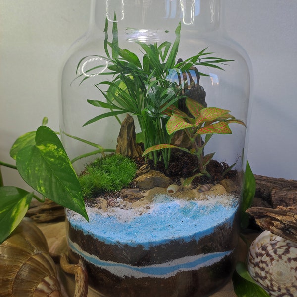 Kit terrarium plage tropicale - 3 plantes -tutoriel vidéo complet