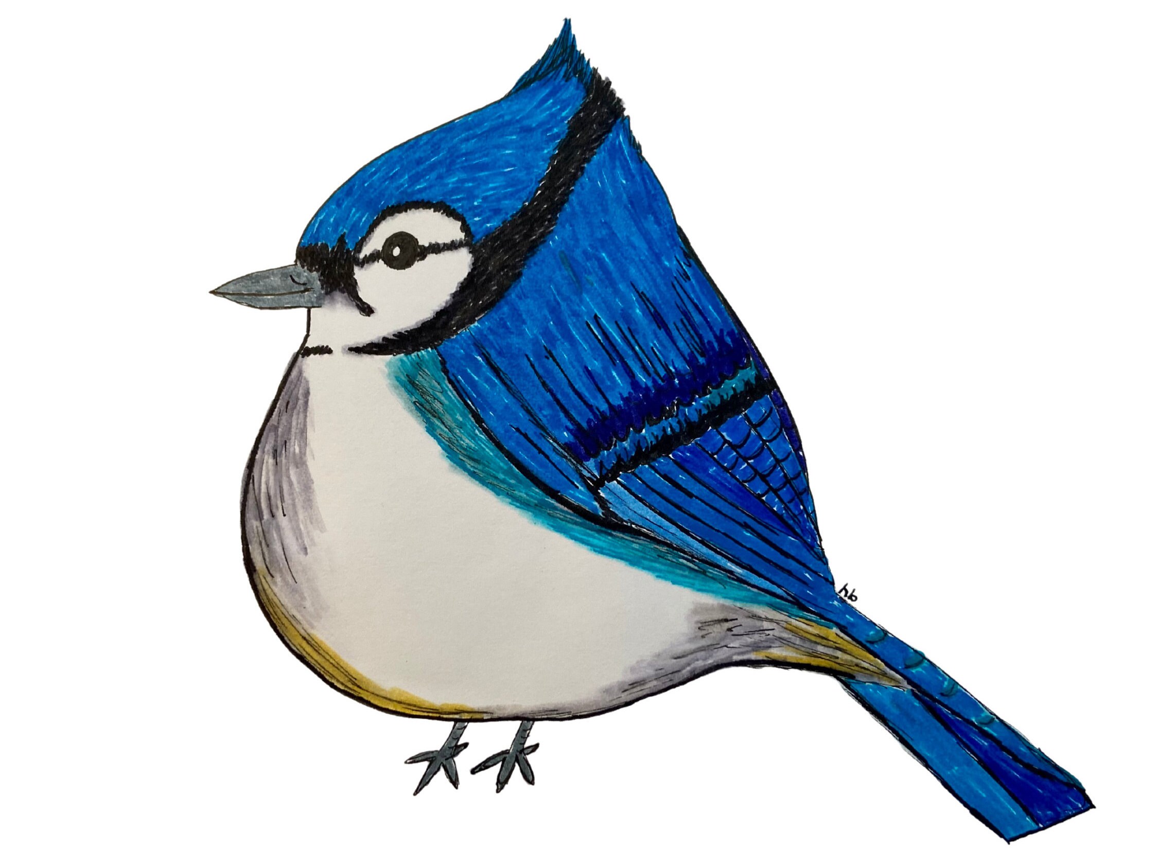 Blue Jay Print PRINTABLE Wall Art Bird Decor Blue Jay | Etsy