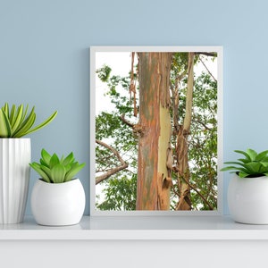Rainbow Eucalyptus Tree in Hawaii