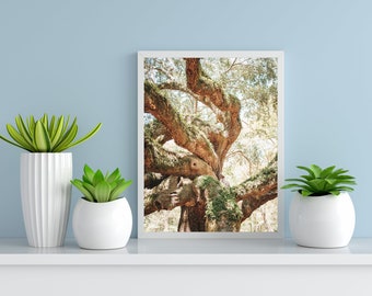 Angel Oak Tree in Charleston, South Carolina, Digital Photo Print, Printable Wall Art