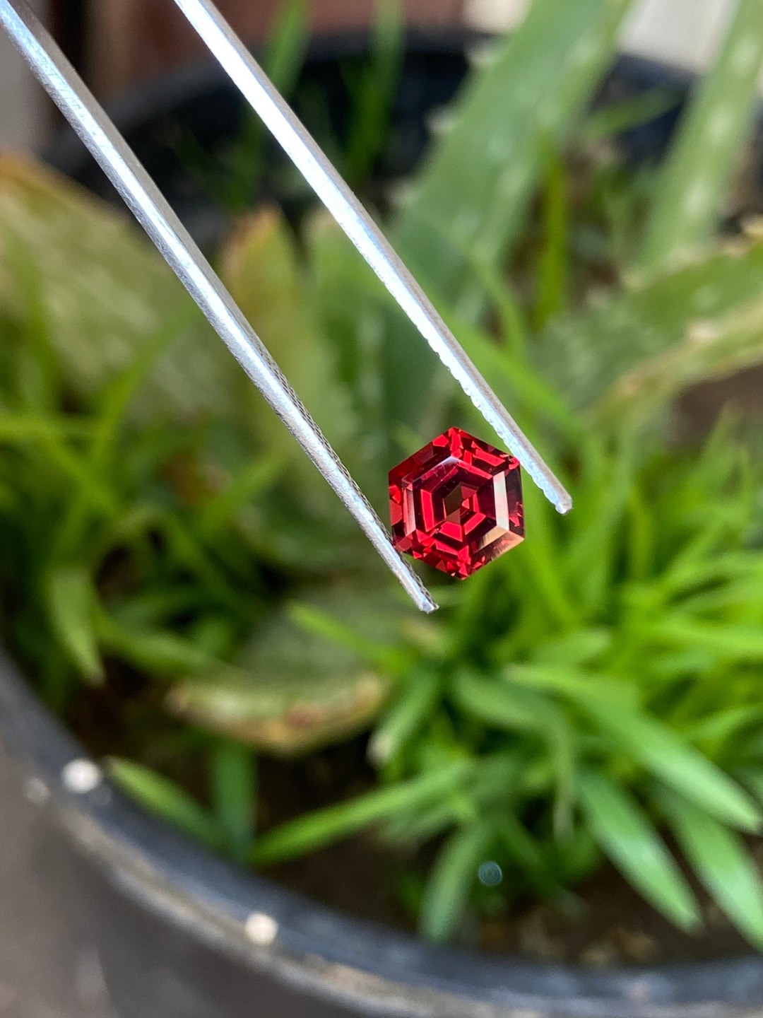 GARNET actof tragedySugar SINA殊Moran GARNET actof tragedySugar