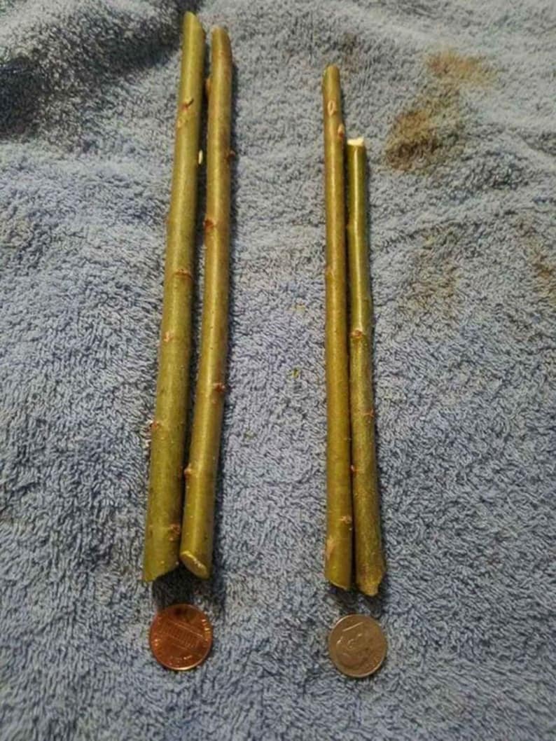 Puede incluir: Tres palitos de madera verde, dos de ellos est&aacute;n unidos y uno est&aacute; separado. Los palitos tienen aproximadamente el tama&ntilde;o de una moneda de un c&eacute;ntimo de euro, que se muestra junto a los palitos.