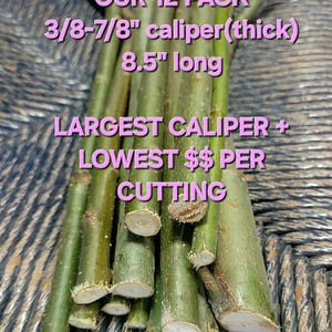 May include: A bundle of green cuttings, 8.5 inches long, with a caliper of 3/8 to 7/8 inches. Text on the image reads "OUR 12 PACK" and "LARGEST CALIPER + LOWEST $$ PER CUTTING". A yellow tape measure is at the bottom.