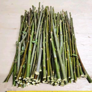 May include: A pile of freshly cut green and brown tree cuttings, varying in thickness and length, with small green leaves. A yellow measuring tape is at the bottom, showing inches.