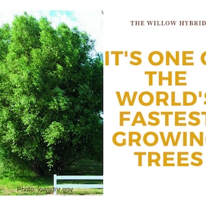 Puede incluir: Un gran &aacute;rbol h&iacute;brido de sauce verde con una valla blanca de madera en primer plano. El texto "THE WILLOW HYBRID" y "IT'S ONE OF THE WORLD'S FASTEST GROWING TREES" se muestra en amarillo sobre un fondo blanco.