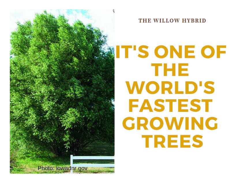 Puede incluir: Un gran &aacute;rbol h&iacute;brido de sauce verde con una valla blanca de madera en primer plano. El texto "THE WILLOW HYBRID" y "IT'S ONE OF THE WORLD'S FASTEST GROWING TREES" se muestra en amarillo sobre un fondo blanco.