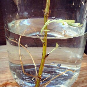 Puede incluir: Primer plano de un frasco de vidrio transparente con un esqueje de planta en agua. El esqueje tiene peque&ntilde;as hojas verdes y las ra&iacute;ces est&aacute;n empezando a crecer.