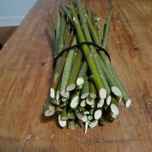 Puede incluir: Un haz de ramas de sauce verde, atadas con una banda el&aacute;stica negra. Las ramas est&aacute;n cortadas a una longitud uniforme y est&aacute;n listas para usar en manualidades o jardiner&iacute;a.