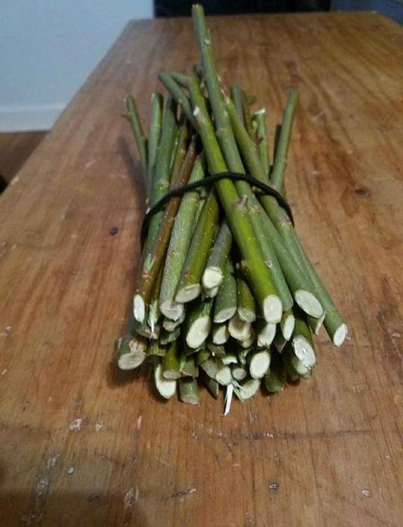 Puede incluir: Un haz de ramas de sauce verde, atadas con una banda el&aacute;stica negra. Las ramas est&aacute;n cortadas a una longitud uniforme y est&aacute;n listas para usar en manualidades o jardiner&iacute;a.