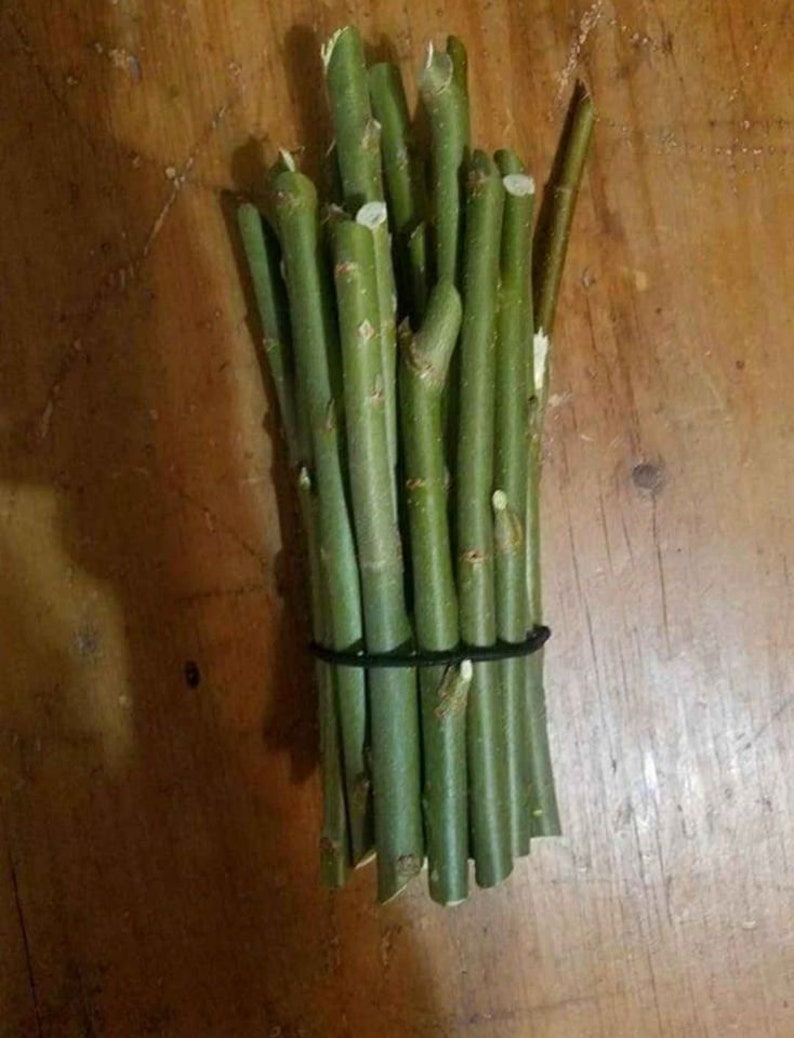 Puede incluir: Un manojo de ramas de sauce verde atadas con una banda el&aacute;stica negra. Las ramas miden aproximadamente 30 cm de largo y son perfectas para manualidades o arreglos florales.