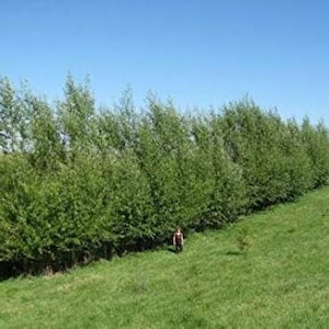 Puede incluir: Una hilera de sauces verdes plantados en l&iacute;nea a lo largo de una ladera cubierta de hierba.