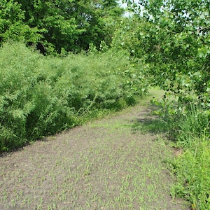 Puede incluir: Un camino de tierra bordeado de vegetaci&oacute;n verde a ambos lados. El camino conduce a una zona boscosa.
