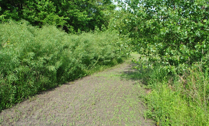 Puede incluir: Un camino de tierra bordeado de vegetaci&oacute;n verde a ambos lados. El camino conduce a una zona boscosa.