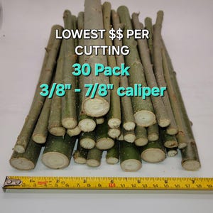 May include: A bundle of freshly cut tree branches, with a diameter of 3/8 to 7/8 inches, ready for planting or crafting. The image includes text that reads "LOWEST $$ PER CUTTING 30 Pack". A yellow measuring tape is at the bottom.