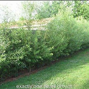 Puede incluir: Una hilera de sauces verdes plantados juntos para crear una cerca o seto natural. Los &aacute;rboles est&aacute;n creciendo altos y exuberantes, con sus ramas entrelazadas para formar una barrera densa. El texto "exactly one years growth" es visible en la parte inferior de la imagen.