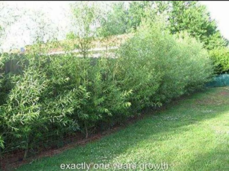 Puede incluir: Una hilera de sauces verdes plantados juntos para crear una cerca o seto natural. Los &aacute;rboles est&aacute;n creciendo altos y exuberantes, con sus ramas entrelazadas para formar una barrera densa. El texto "exactly one years growth" es visible en la parte inferior de la imagen.